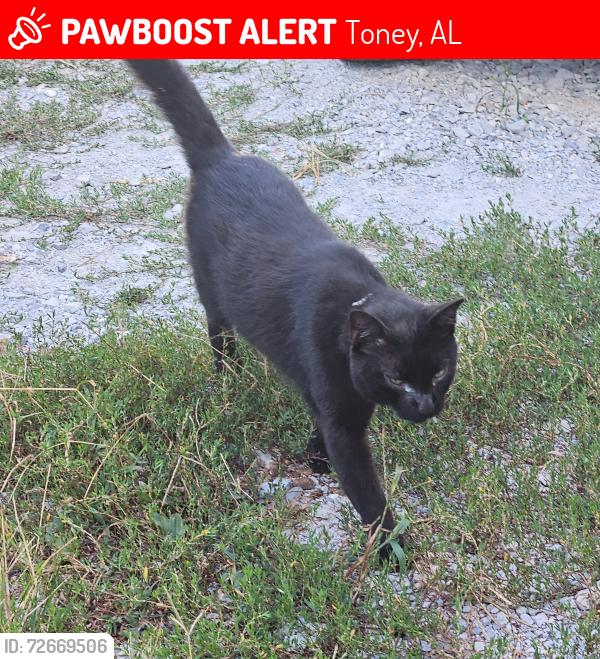 Lost Male Cat last seen Jennings Chapel Rd and Dorning Rd, Toney, AL 35773
