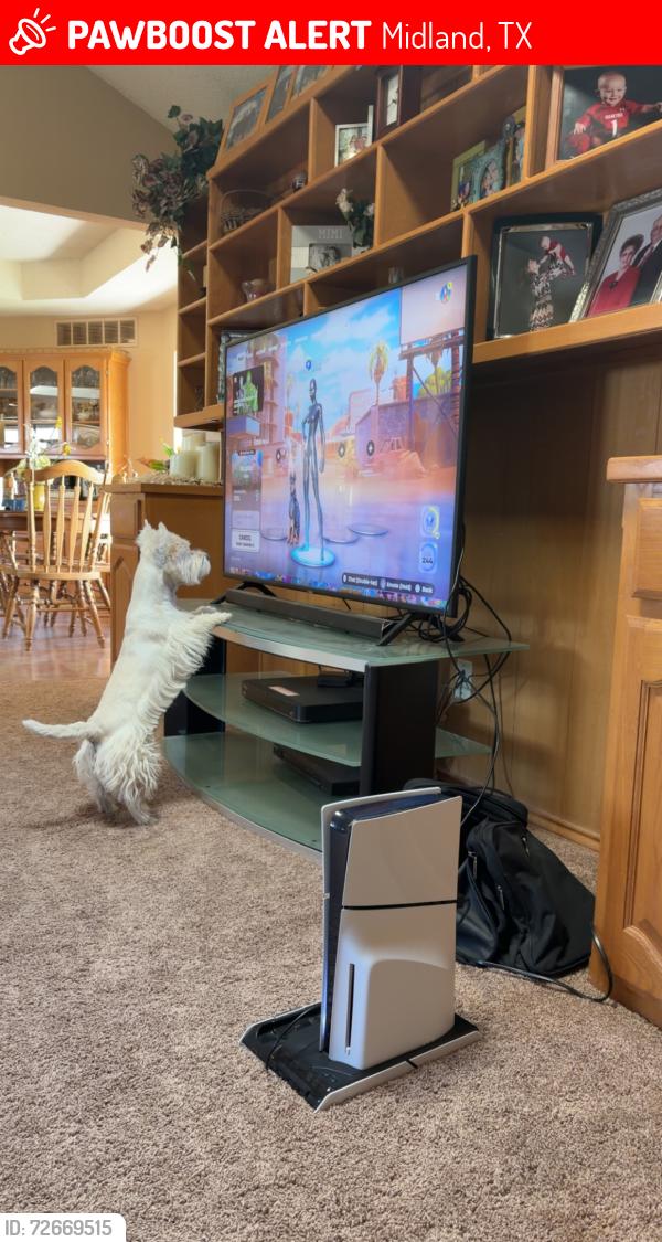 Lost Male Dog last seen Crowley, Midland, TX 79707