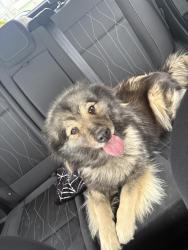 Found/Stray Unknown Dog last seen Near , Lebanon County, PA 17042