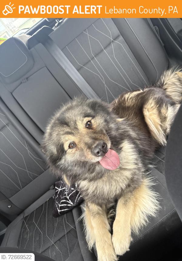 Found/Stray Unknown Dog last seen Near , Lebanon County, PA 17042