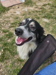 Found/Stray Male Dog last seen Near , Wise County, TX 76078