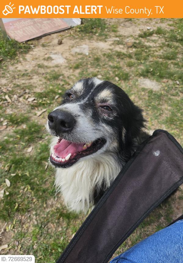 Found/Stray Male Dog last seen Near , Wise County, TX 76078