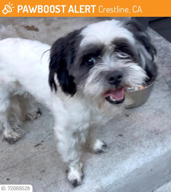 Found/Stray Male Dog last seen Crest Forest & Rockwell RUNNING SPRINGS CA, Crestline, CA 92325