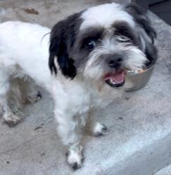 Found/Stray Male Dog last seen Crest Forest & Rockwell RUNNING SPRINGS CA, Crestline, CA 92325