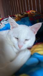 Lost Male Cat last seen Junction 77, Hartwell, GA 30643