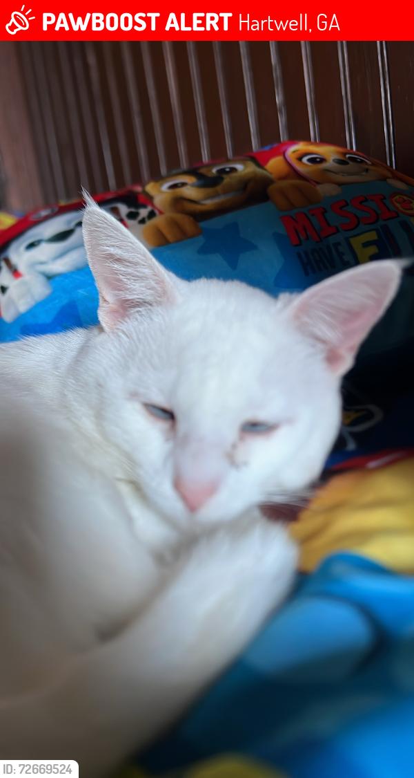 Lost Male Cat last seen Junction 77, Hartwell, GA 30643