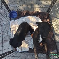 Found/Stray Unknown Dog last seen Clause , Modesto, CA 95355