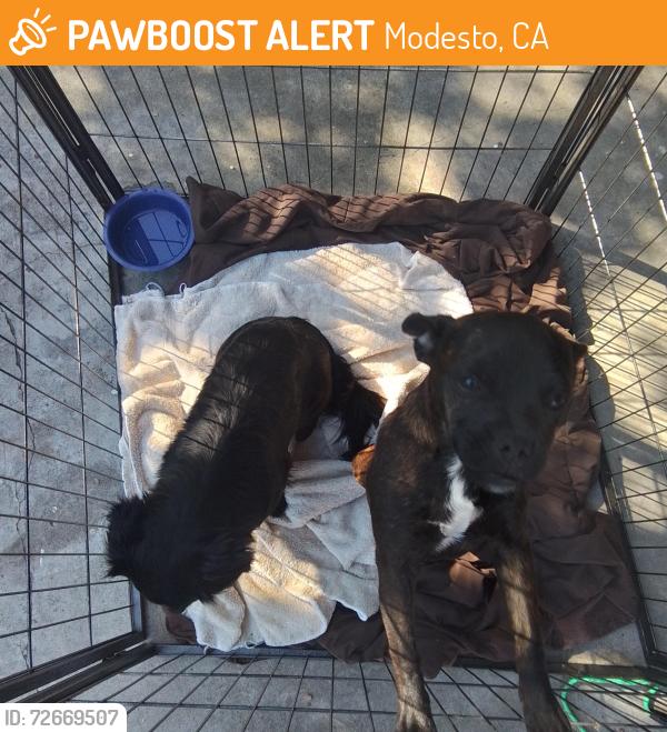 Found/Stray Unknown Dog last seen Clause , Modesto, CA 95355