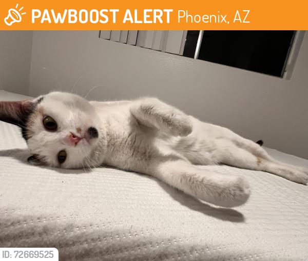Found/Stray Female Cat last seen 17th Ave and Missouri Ave , Phoenix, AZ 85015
