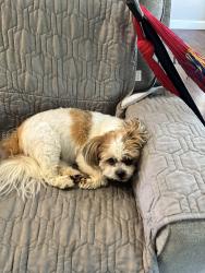 Lost Female Dog last seen Rockbridge rd, Stone Mountain, GA 30087