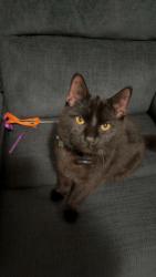 Lost Male Cat last seen Downing & Hickory Drive , Pinckney, MI 48169
