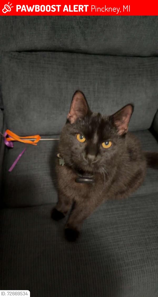 Lost Male Cat last seen Downing & Hickory Drive, Pinckney, MI 48169