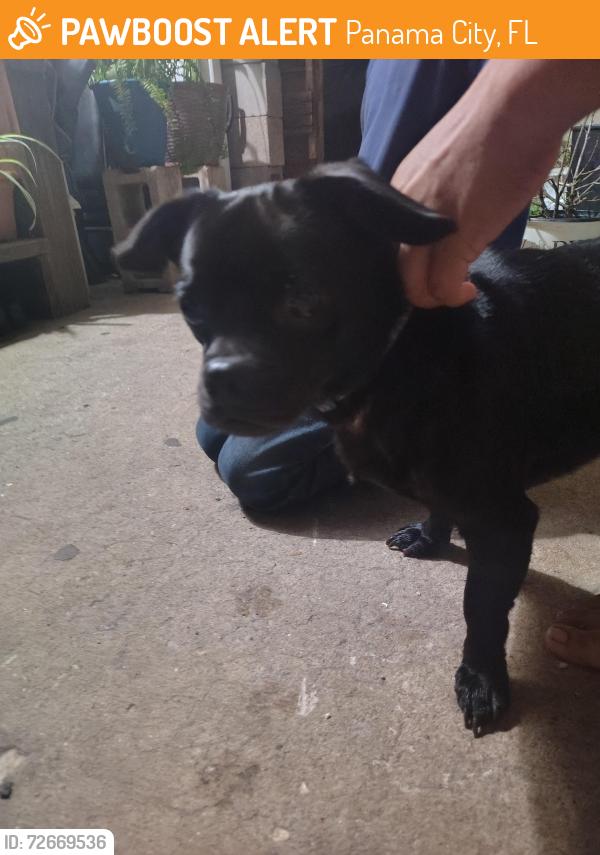 Found/Stray Unknown Dog last seen Near Transmitter Rd, Panama City, FL 32404, Panama City, FL 32405