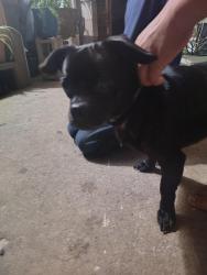 Found/Stray Unknown Dog last seen Near Transmitter Rd, Panama City, FL 32404, Panama City, FL 32405