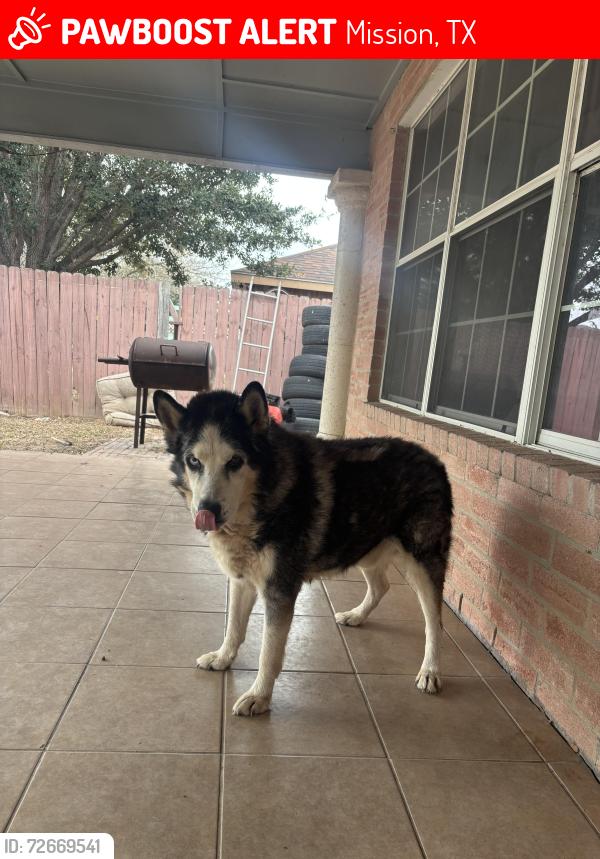 Lost Male Dog last seen Near West 30th st Mission Tx 78574, Mission, TX 78574