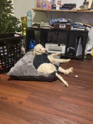 Lost Male Dog last seen Mandy Ct & Michelle Drive, Henry County, GA 30252