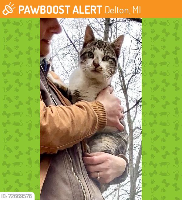 Found/Stray Male Cat last seen Fish Lake, Delton, MI 49046