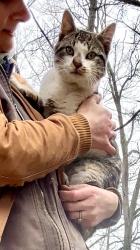 Found/Stray Male Cat last seen Fish Lake, Delton, MI 49046