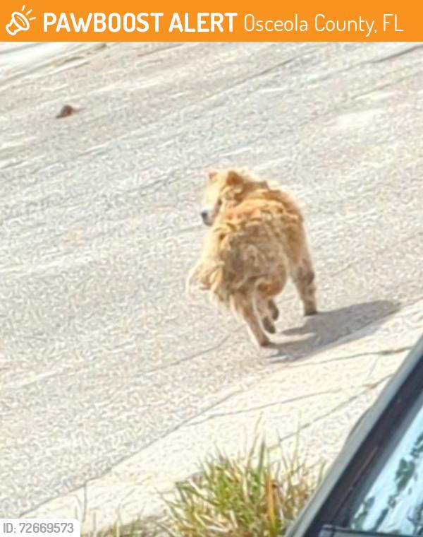 Found/Stray Unknown Dog last seen Scott boulevard and Forest Lane , Osceola County, FL 34746
