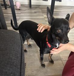 Found/Stray Male Dog last seen Near ave and virginia, Phoenix, AZ 85035