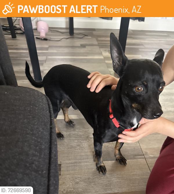 Found/Stray Male Dog last seen Near ave and virginia, Phoenix, AZ 85035