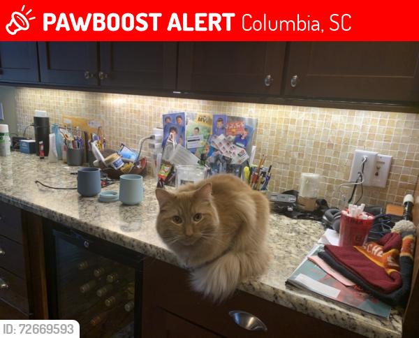 Lost Male Cat last seen Near Wilmot avenue, Columbia, SC 29205
