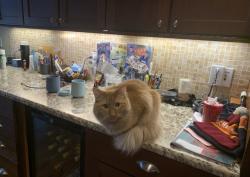 Lost Male Cat last seen Near Wilmot avenue, Columbia, SC 29205