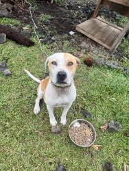 Lost Male Dog last seen Waiākea intermediate and elementary school, Hilo, HI 96720