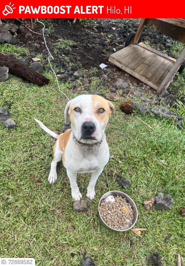 Lost Male Dog last seen Waiākea intermediate and elementary school, Hilo, HI 96720