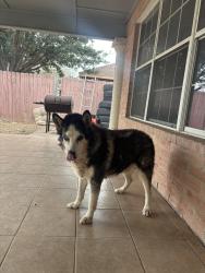 Lost Male Dog last seen Tabasco Subdivision Mission Tx , Mission, TX 78574