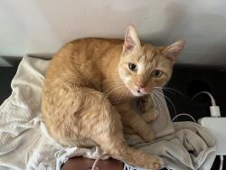 Lost Female Cat last seen Chevy Chase, Glendale, CA 91205