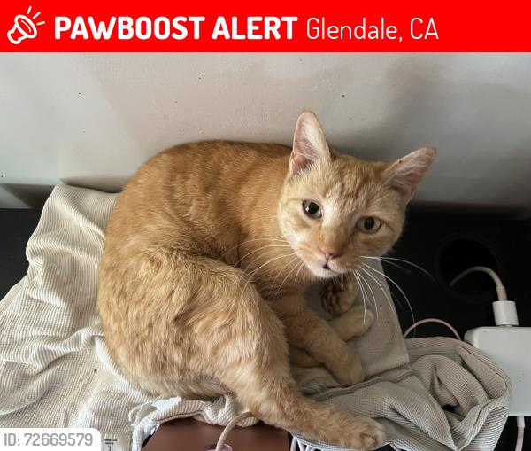 Lost Female Cat last seen Chevy Chase, Glendale, CA 91205