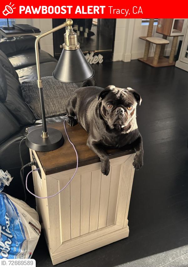 Lost Male Dog last seen Williams middle school, Tracy, CA 95376