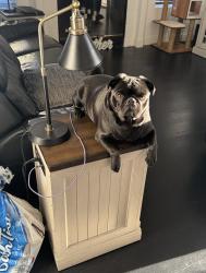 Lost Male Dog last seen Williams middle school, Tracy, CA 95376