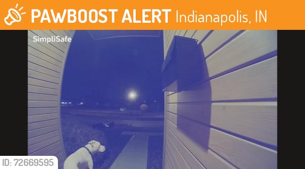 Found/Stray Male Dog last seen Central Greens and Steeples Boulevard , Indianapolis, IN 46222