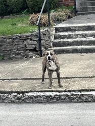 Found/Stray Male Dog last seen 22nd and Madison , Louisville, KY 40212