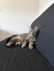 Found/Stray Unknown Cat last seen Ryan Elementary School, Denton, TX 76210