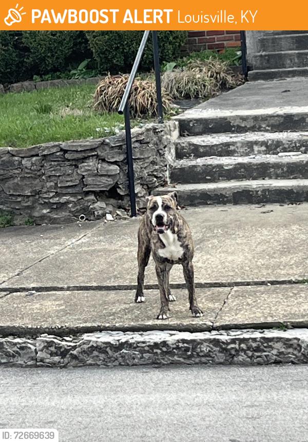 Found/Stray Male Dog last seen 22nd and Madison , Louisville, KY 40212