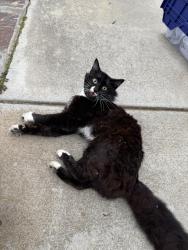 Found/Stray Male Cat last seen Sage Canyon Dr, Encinitas CA, Encinitas, CA 92024