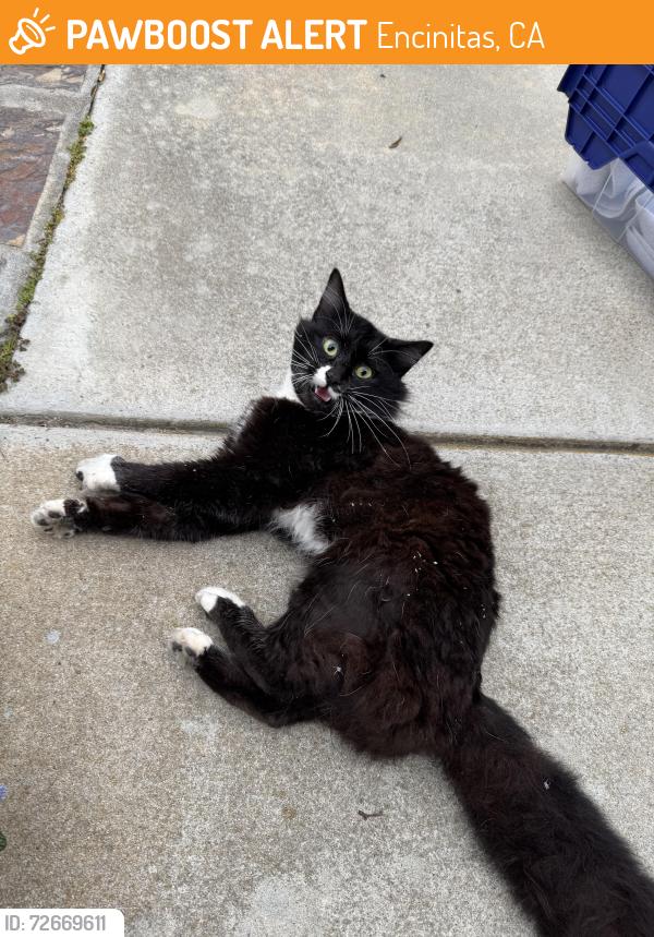 Found/Stray Male Cat last seen Sage Canyon Dr, Encinitas CA, Encinitas, CA 92024