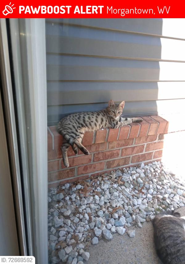 Lost Female Cat last seen Walmart on 4-H camp Rd, Morgantown, WV 26508