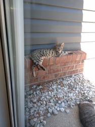 Lost Female Cat last seen Walmart on 4-H camp Rd, Morgantown, WV 26508