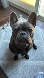 Lost Female Dog last seen Lauriana ln, Tracy, CA 95376