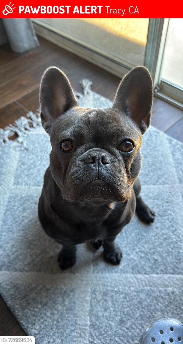 Lost Female Dog last seen Lauriana ln, Tracy, CA 95376