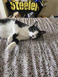 Lost Male Cat last seen Near old collamer rd, East Syracuse, NY 13057