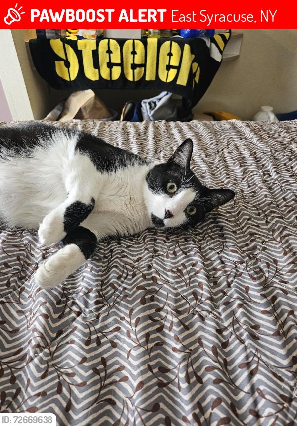 Lost Male Cat last seen Near old collamer rd, East Syracuse, NY 13057