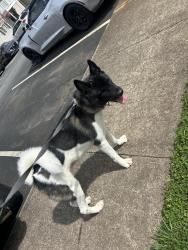Found/Stray Female Dog last seen Log Shoals Rd , Greenville County, SC 29607