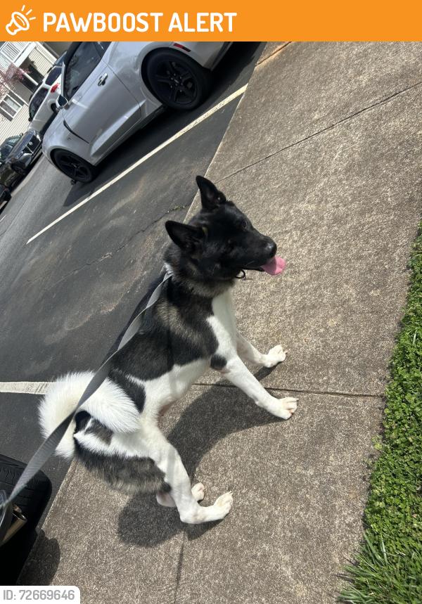 Found/Stray Female Dog last seen Log Shoals Rd , Greenville County, SC 29607