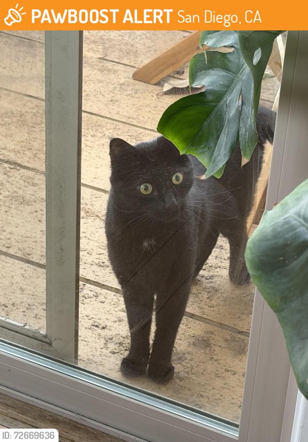 Found/Stray Unknown Cat last seen Famosa Slough, San Diego, CA 92110