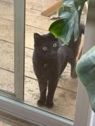 Found/Stray Unknown Cat last seen Famosa Slough, San Diego, CA 92110